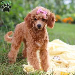 Leah, Miniature Poodle Puppy
